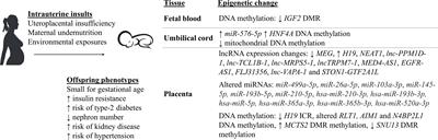 Epigenetic Mechanisms Responsible for the Transgenerational Inheritance of Intrauterine Growth Restriction Phenotypes